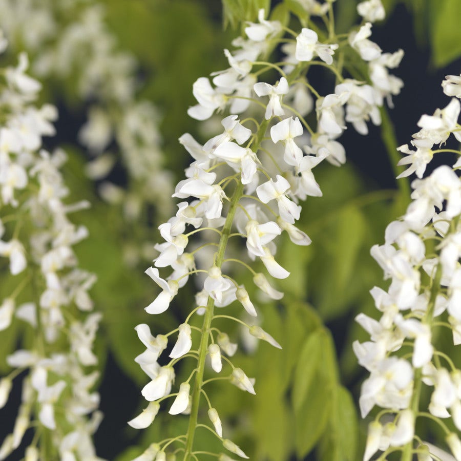 Japanse blauwe regen, wit (Wisteria floribunda 'Alba')