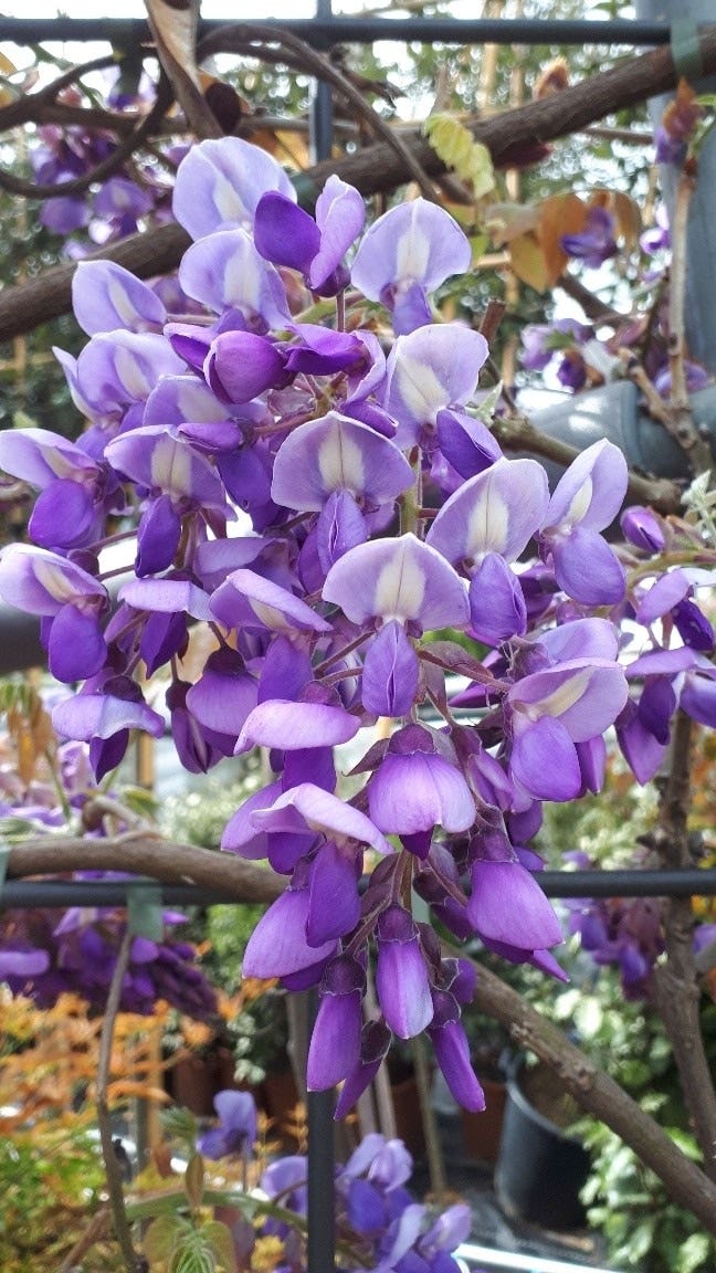 Wisteria als klimplant (Wisteria brachybotrys 'Yokohama Fuji')