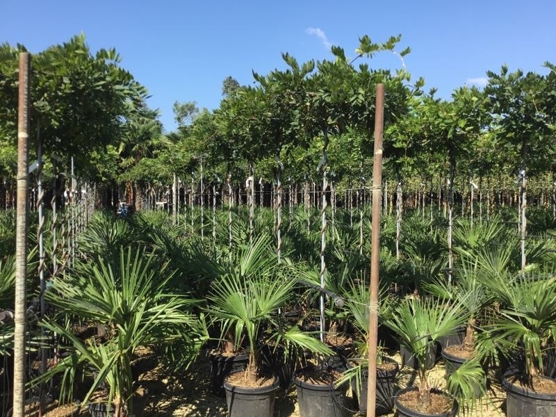 Blauwe regen als dakboom (Wisteria brachybotrys 'Yokohama Fuji')