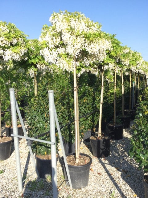 Blauweregen als boom (Wisteria floribunda 'Snow Showers')