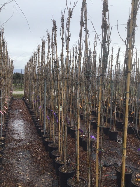 Blauweregen (Wisteria floribunda 'Geisha')