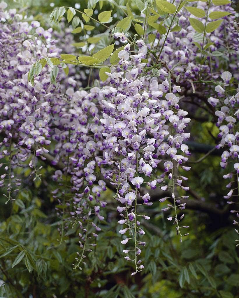 Japanse blauwe regen (Wisteria floribunda 'Issai-naga')