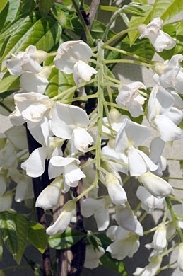 Blauwe regen, wit (Wisteria brachybotrys 'Kapitan Fuji')