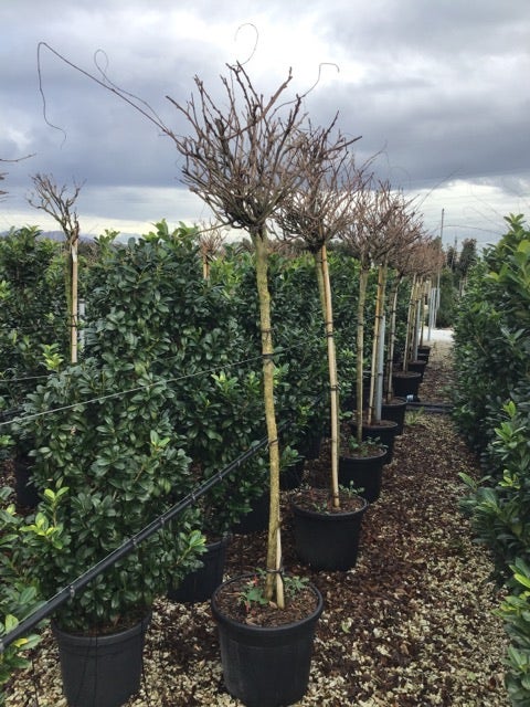 Blauweregen als boom (Wisteria brachybotrys 'Kapitan Fuji')