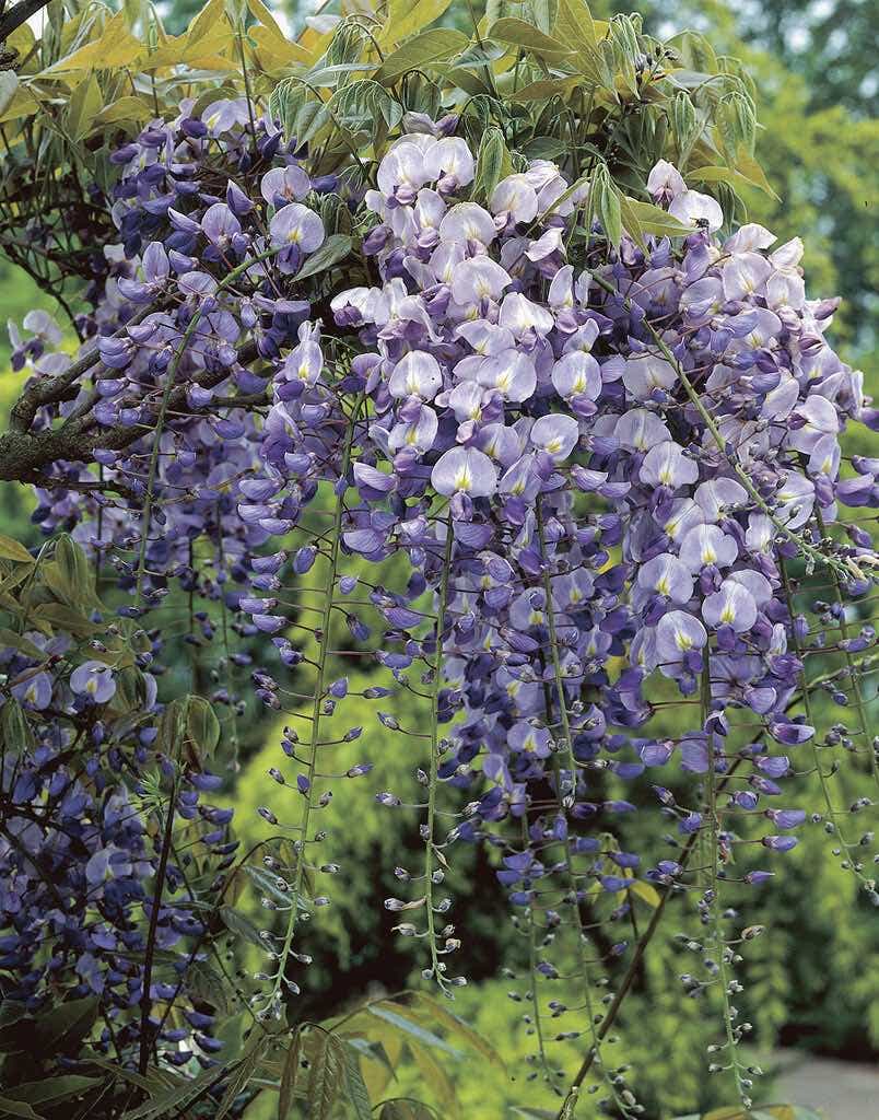 Japanse blauwe regen (Wisteria floribunda 'Macrobotrys')