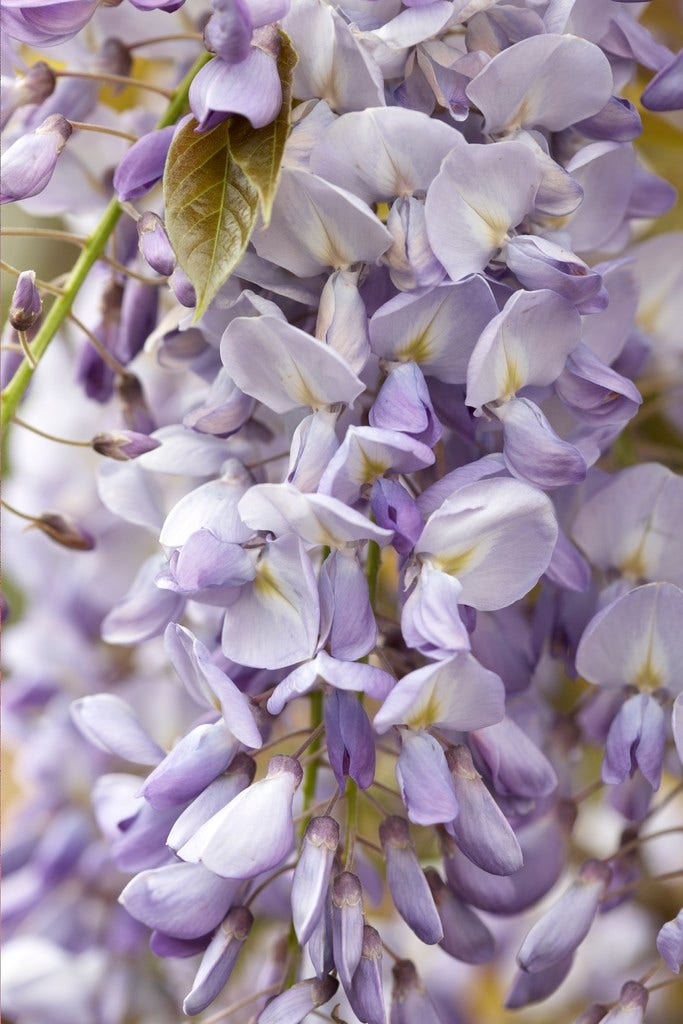 Blauweregen als boom (Wisteria floribunda 'Black Dragon')