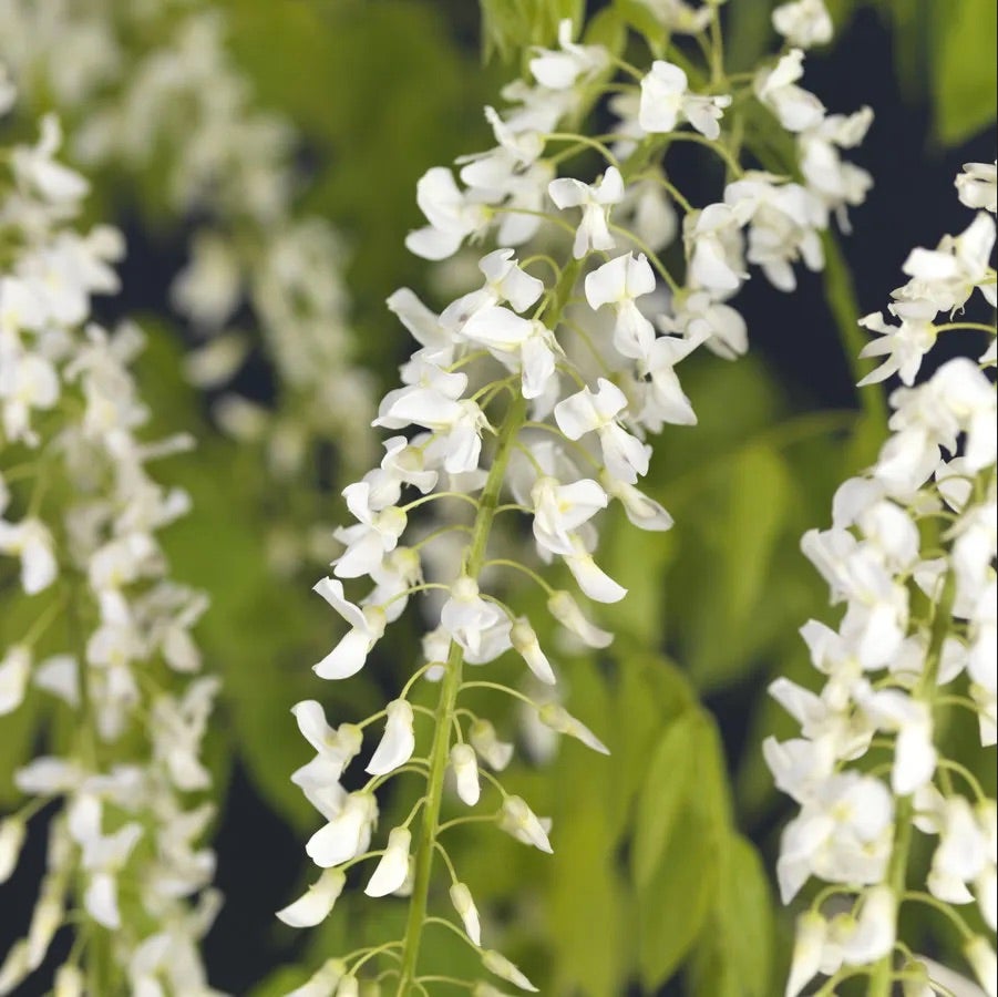 Blauweregen (Wisteria floribunda 'Snow Showers')