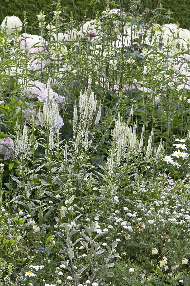 Borderpakket Witte bloemen voor een kleine tuin