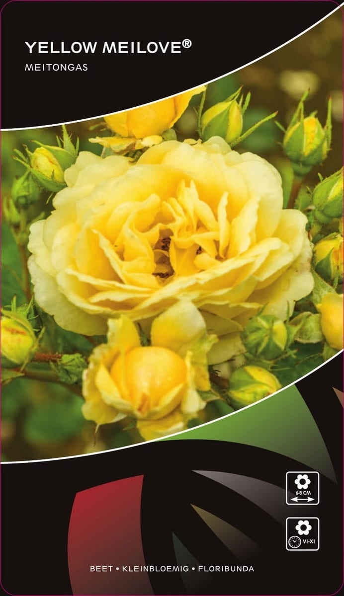 Stamroos (Rosa 'Yellow Meilove')