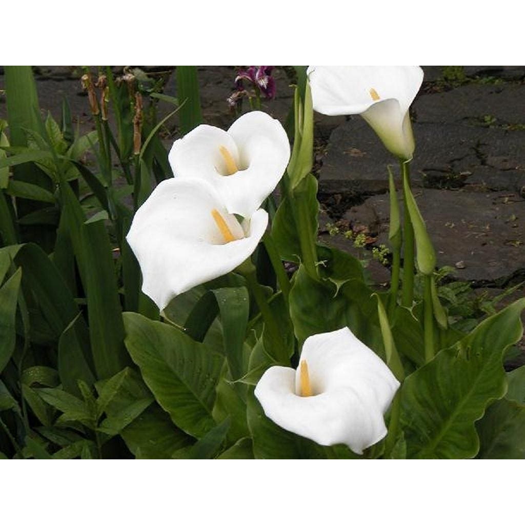 Moerasaronskelk (Zantedeschia aethiopica) bloembol