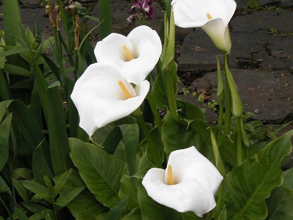 Moerasaronskelk (Zantedeschia Aethiopica)