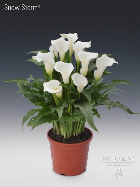 Aronskelk (Zantedeschia 'Snow Storm')