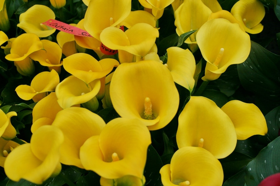 Aronskelk (Zantedeschia 'Solo')