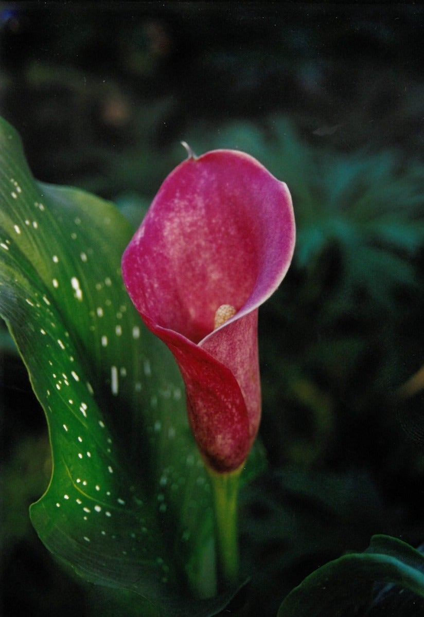 Aronskelk (Zantedeschia 'Sumatra')