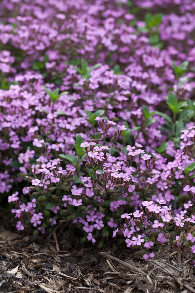 Zeepkruid (Saponaria ocymoides)