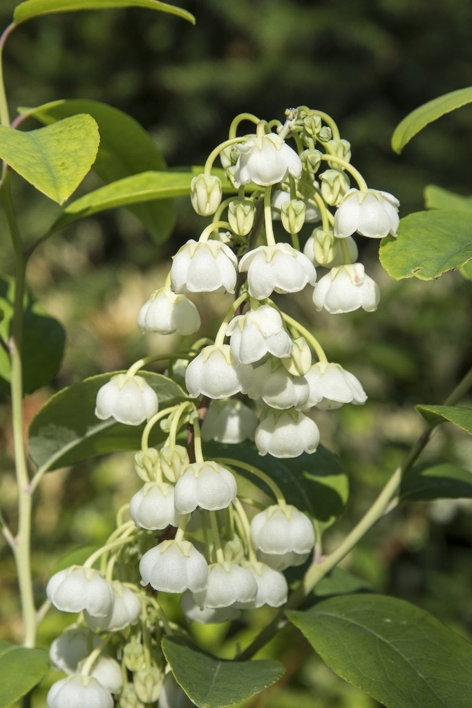 Zenobia (Zenobia pulverulenta 'Blue Sky')