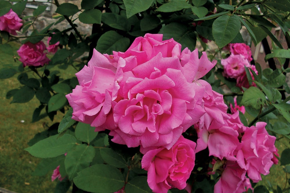 Klimroos (Rosa 'Zepherine Drouhin')